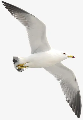 大鹏展翅翱翔天际免抠