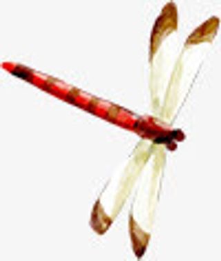 手绘水墨蜻蜓可爱免抠