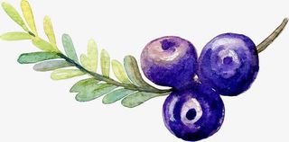 水彩蓝莓免抠