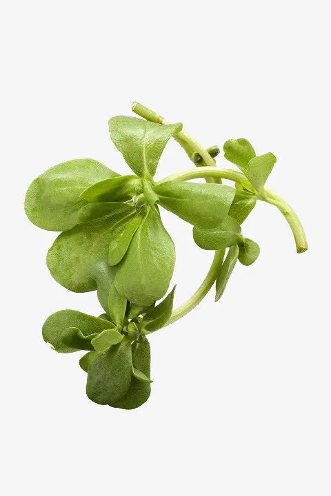 新鲜马齿苋免抠