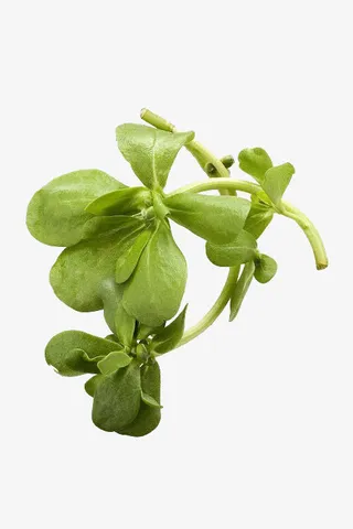 新鲜马齿苋免抠