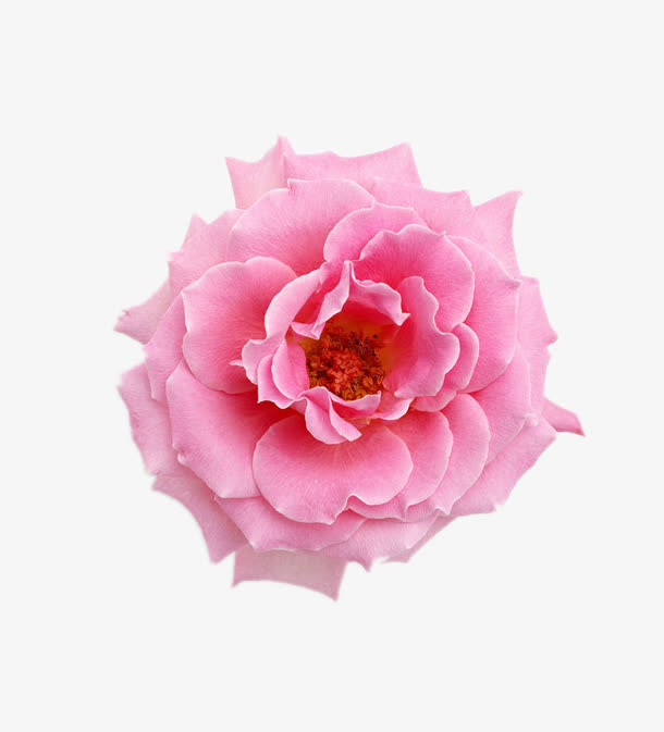 花卉元素免抠