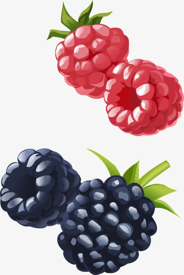 矢量手绘树莓和蓝莓免抠