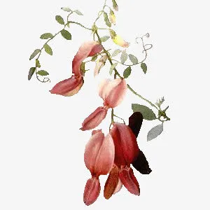绿色花朵藤蔓绿叶免抠