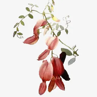 绿色花朵藤蔓绿叶免抠