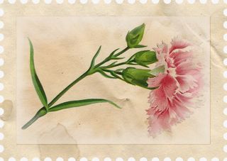 创意康乃馨邮票免抠图免抠
