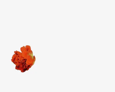 白色底纹橙色花朵免抠 白色底纹橙色花朵免抠