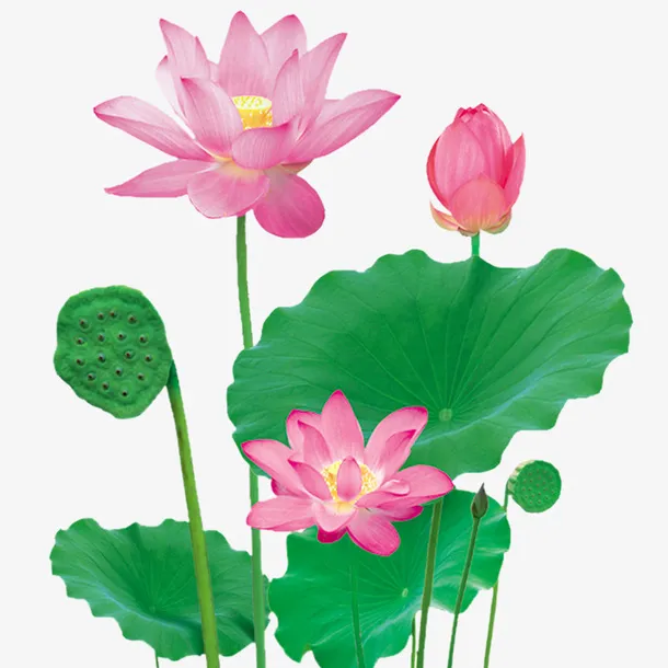 花卉素材 荷花免抠