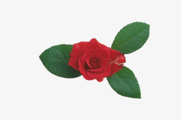 花免抠