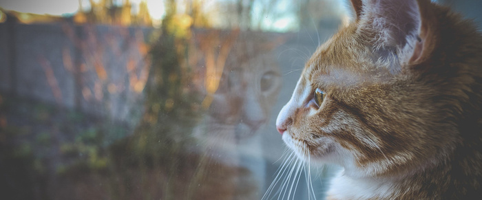 可爱猫咪背景高清