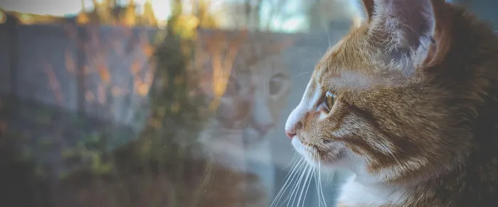 可爱猫咪背景高清