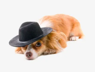 戴帽子的狗狗免抠