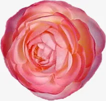 手绘鲜花素材花朵图片免抠