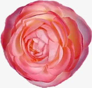 手绘鲜花素材花朵图片免抠