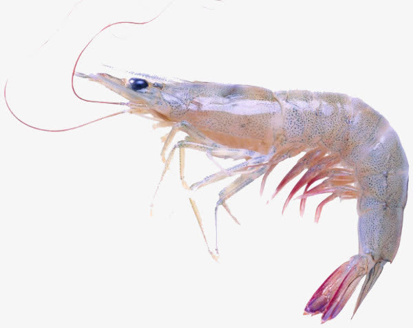 虾子图片素材免抠