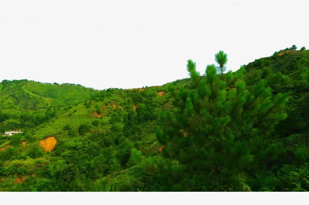 森林青松免抠