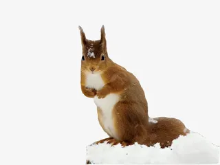 雪地里的松鼠免抠