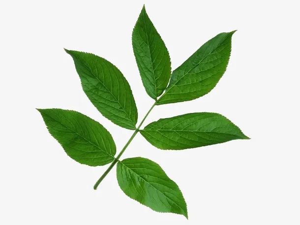 多片绿叶小树枝免抠