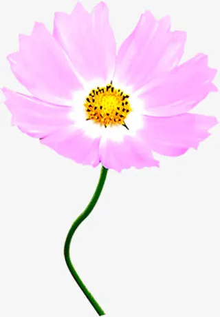 粉色手绘花朵设计春天朦胧免抠