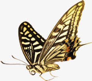 棕色高清春季蝴蝶免抠