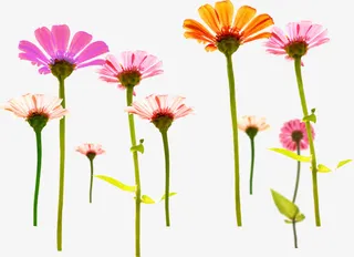 粉色自然花朵美景春天免抠