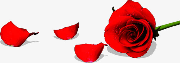 红色鲜花节日玫瑰免抠