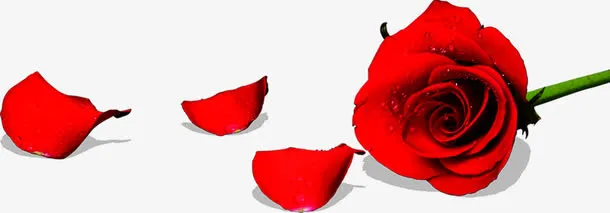 红色鲜花节日玫瑰免抠