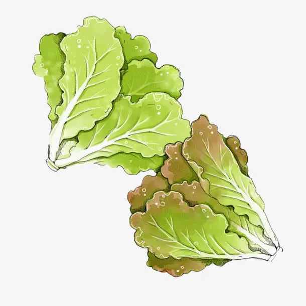 手绘绿色生菜蔬菜免抠