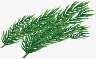 绿色圣诞树枝创意免抠