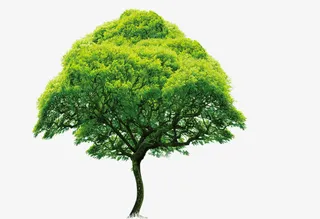 清新春季景观大树免抠