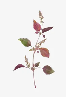 紫苏插画素材免抠 紫苏插画素材免抠