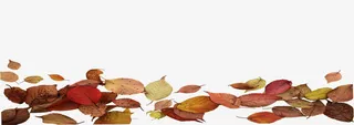 黄色秋季落叶装饰免抠
