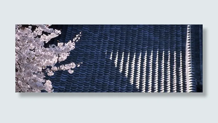 日本樱花免抠