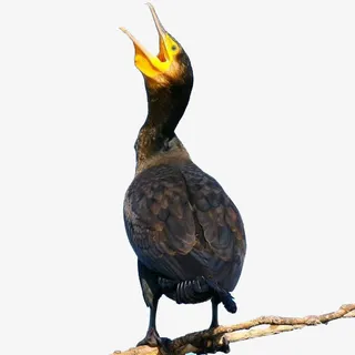 树枝上尖叫的的鸬鹚免抠