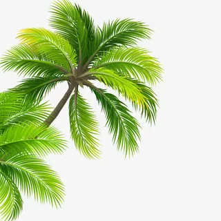椰树免抠