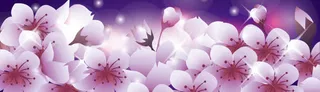 浪漫樱花banner背景