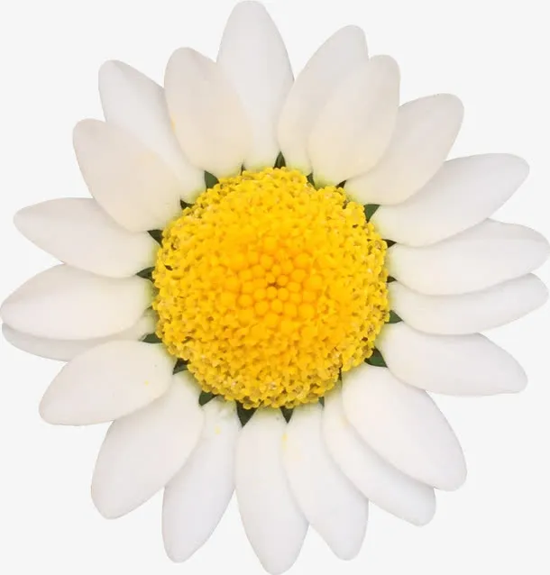 白色菊花免抠