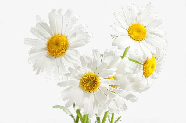 雏菊免抠