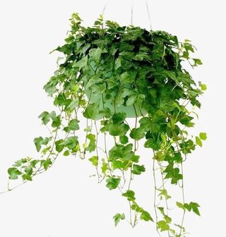 常春藤盆栽免抠