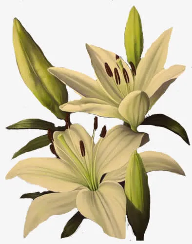 白百合花免抠
