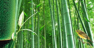 竹林背景海报素材高清