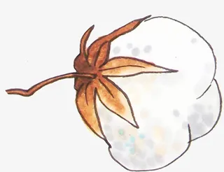 手绘棉花侧面插画免抠