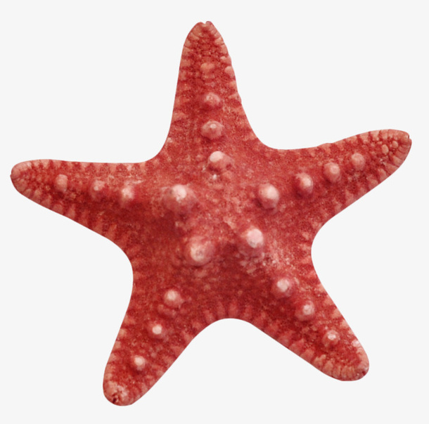 实物海星海洋生物海报设计免抠