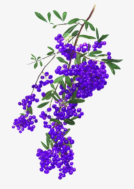蓝莓免抠