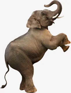 妖系·伯言府·承重大象免抠