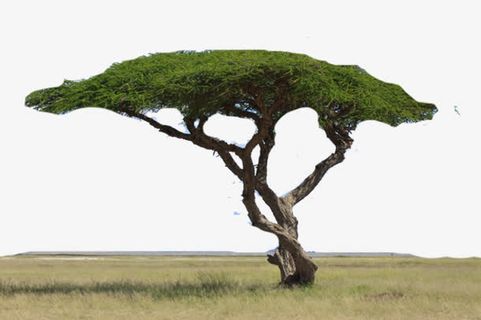 美丽的绿草地免抠