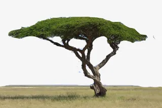 美丽的绿草地免抠