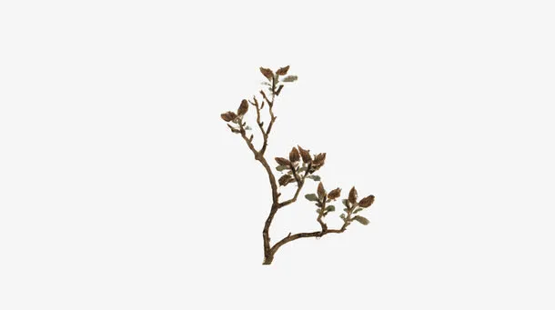 树枝免抠