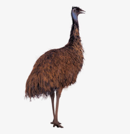 鸵鸟素材免抠