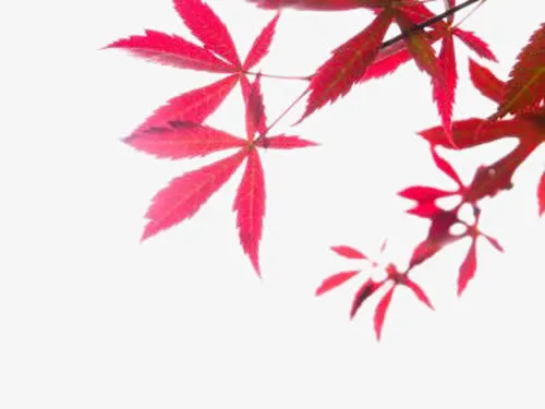 美丽的枫叶免抠
